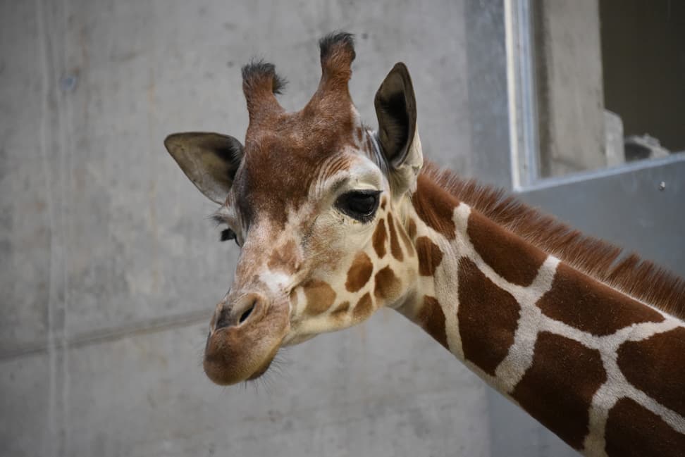 Foto: Zoo Zürich, Cordula Galeffi Netzgiraffe in der Quarantäne im Zoo Zürich.