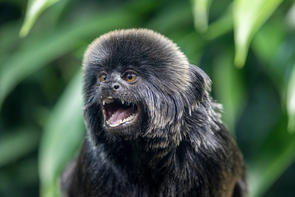 Foto: Zoo Zürich, Enzo Franchini Springtamarin im Zoo Zürich.