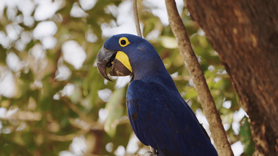 Hyazinthara im Pantanal in Brasilien. 