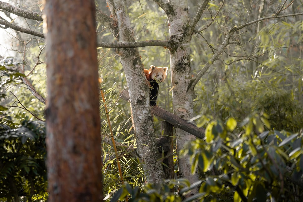 Kleiner Panda im Zoo Zürich.