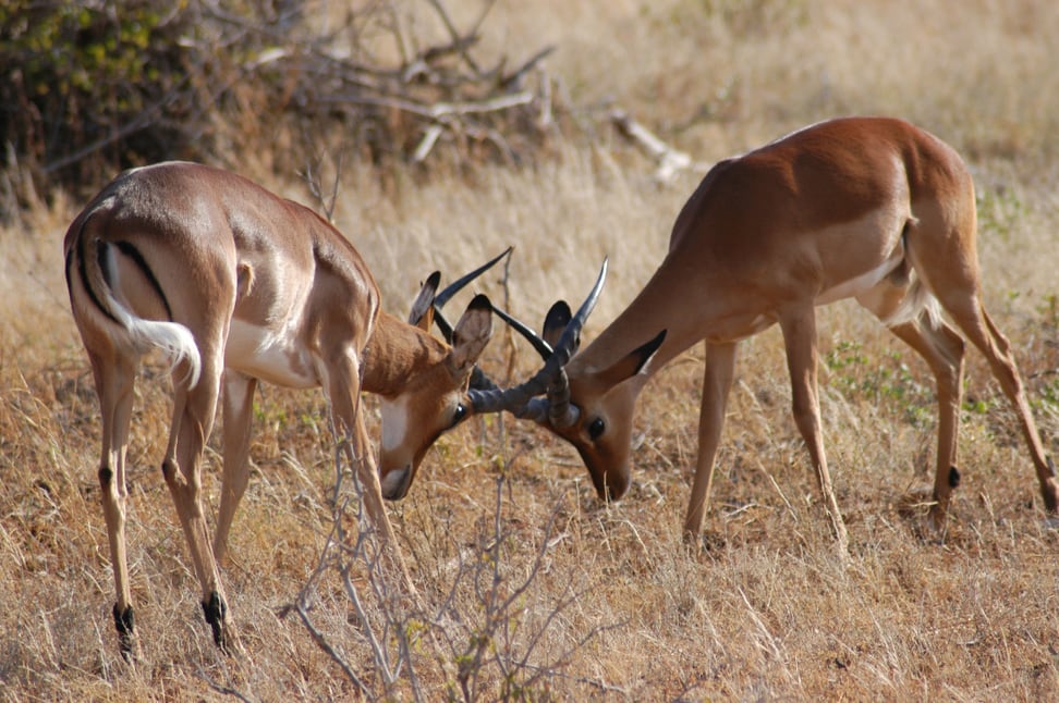 Impalas im Lewa Wildlife Conservancy in Kenia.