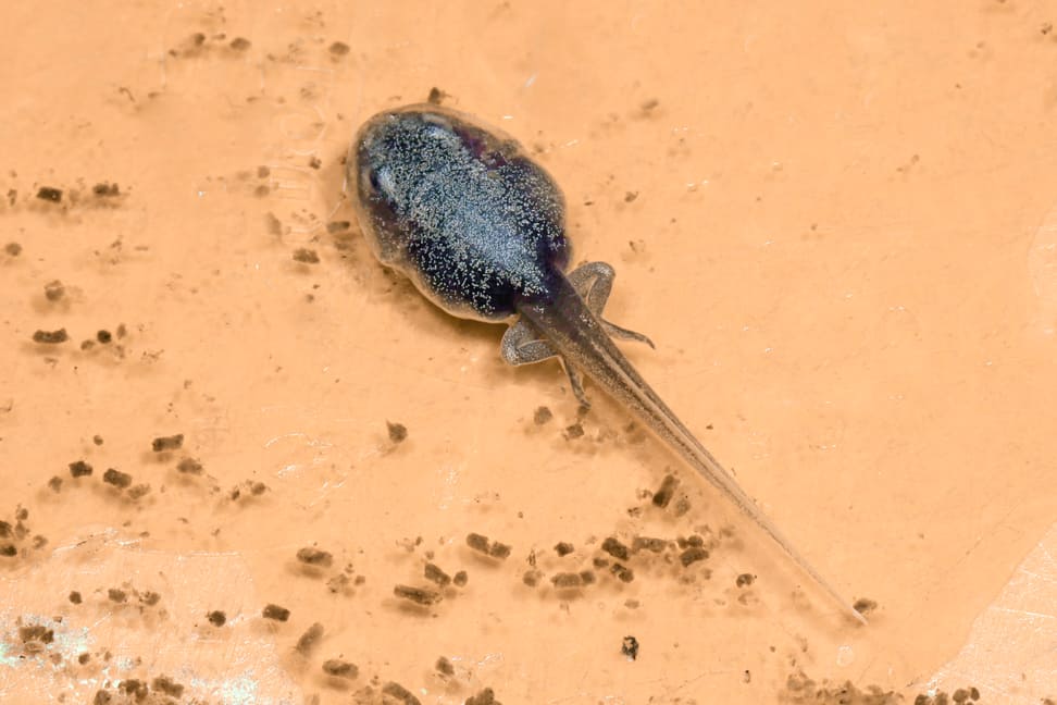 Kaulquappe Gelber Pfeilgiftrosch (Phyllobates terribilis)