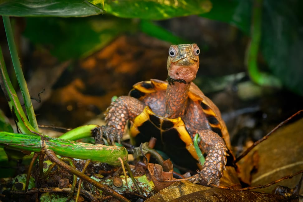 Spenglers Zacken-Erdschildkröte