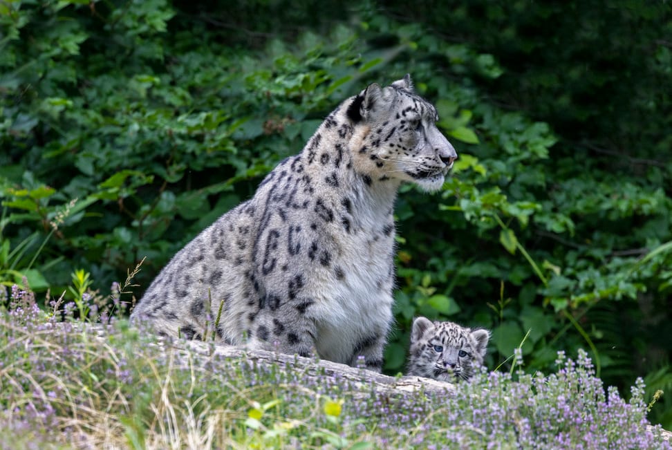 Schneeleoparden-Mutter Saida mit Jungtier Warjun im Zoo Zürich.