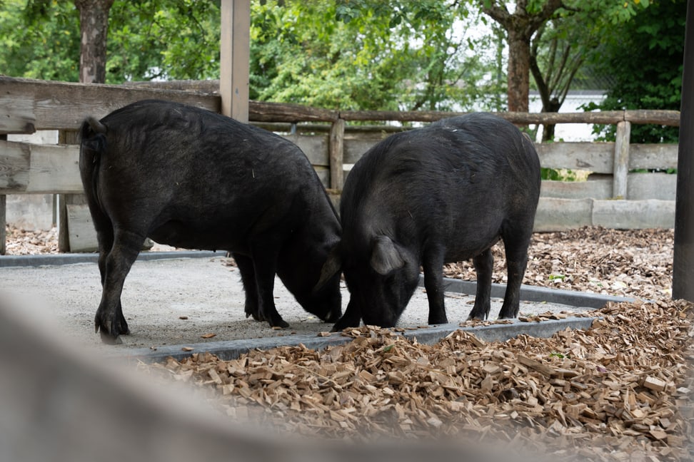 Schwarze Alpenschweine im Zoolino des Zoo Zürich.
