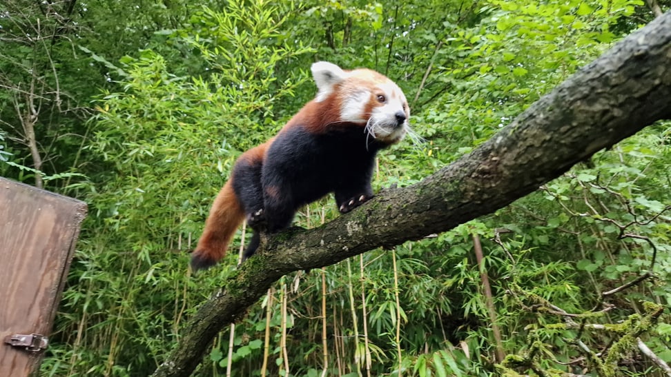 Foto: Zoo Zürich, Jasmin Holzer Akrobat Tiang Tang.