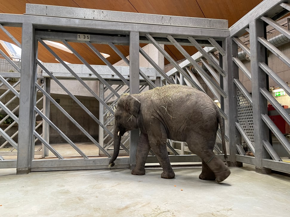 Elefantenjungtier Umesh im Hintergrund des Elefantenparks