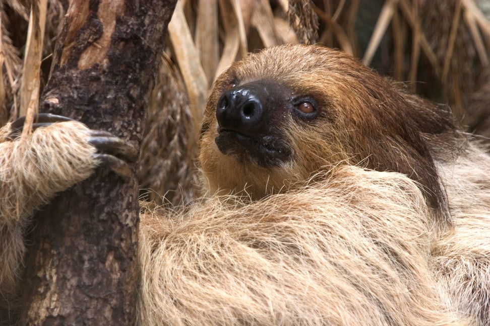 Zweifinger-Faultier im Zoo Zürich. 