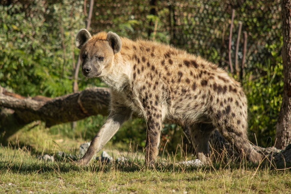 Foto: Zoo Zürich, Nicky Kaufmann Tüpfelhyäne Masangao in der Lewa Savanne des Zoo Zürich.