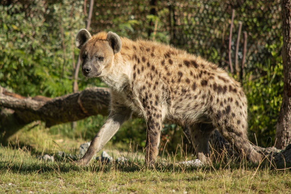 Tüpfelhyäne Tesi in der Lewa Savanne des Zoo Zürich.