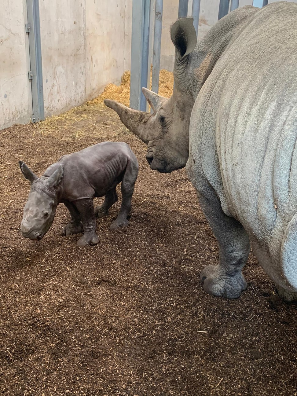 Foto. Zoo Zürich, Sven Fässler Breitmaulnashorn Tanda mit ihrem Kalb