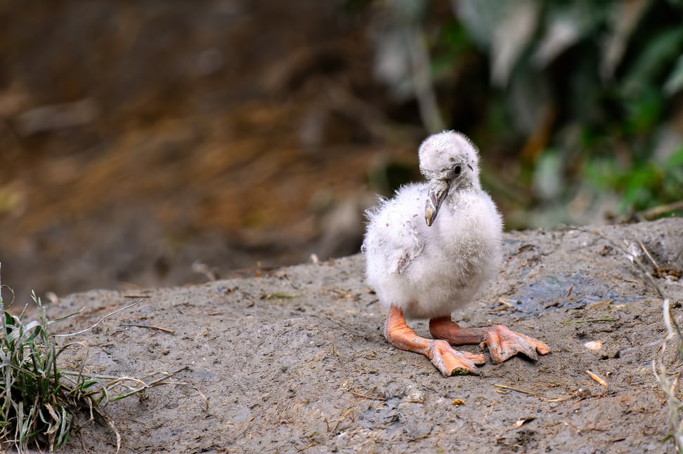 Junger Chileflamingo im Zoo Zürich. 