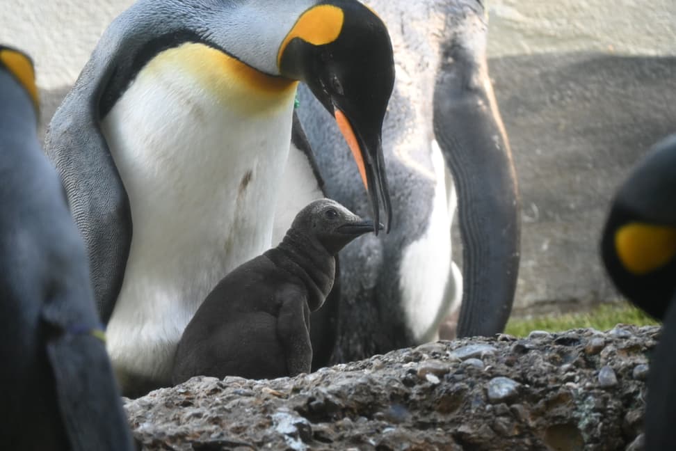 Altvogel mit Küken im Zoo Zürich