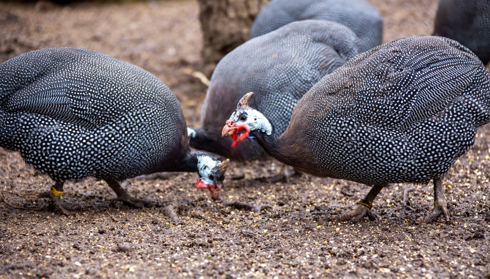 Helmperlhuhn im Zoo Zürich.