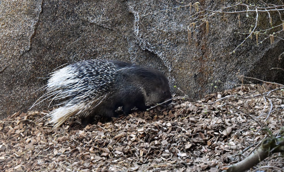 Foto: Zoo Zürich, Robert Zingg Stachelschwein Otavi im Zoo Zürich.