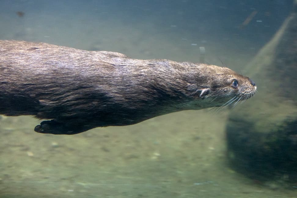 Europäischer Fischotter Cleo im Zoo Zürich.