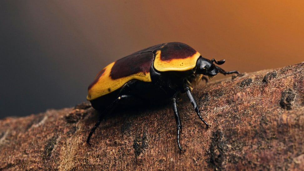 Pachnoda marginata peregrina in the insect forest at Zoo Zurich.