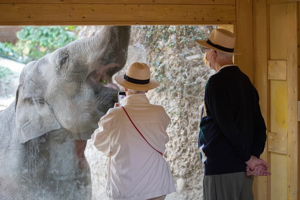 Zwei Zoogäste beobachten im Kaeng Krachan Elefantenpark einen Asiatischen Elefanten