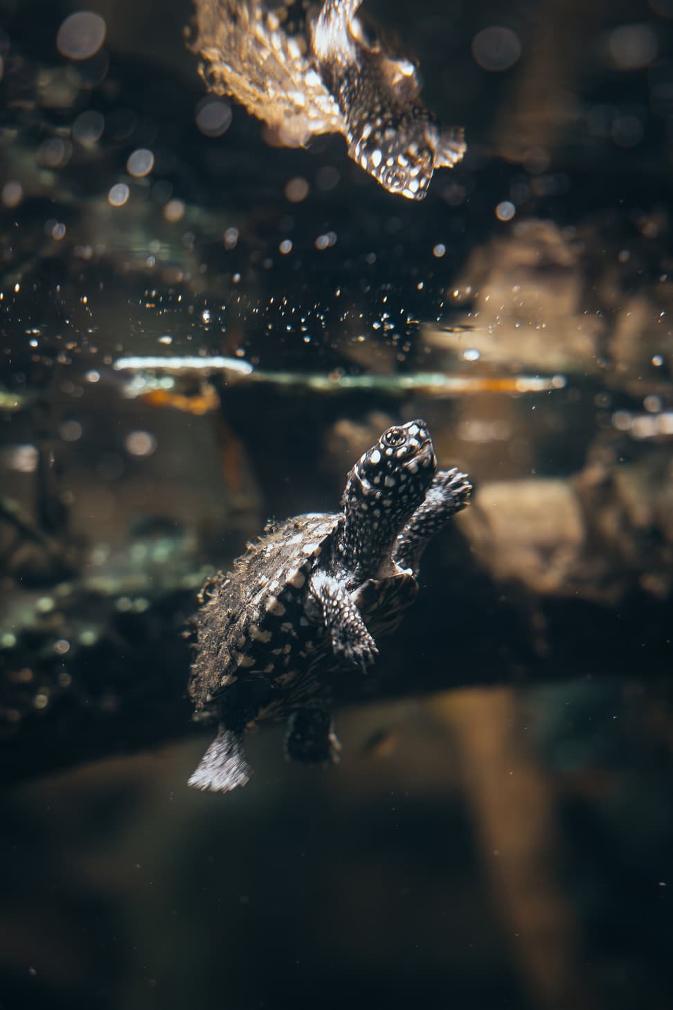 Strahlen-Dreikielschildkröte im Zoo Zürich.