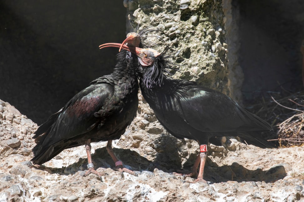 Waldrappen im Zoo Zürich.