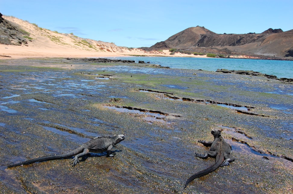 Meerechsen am Felsstrand