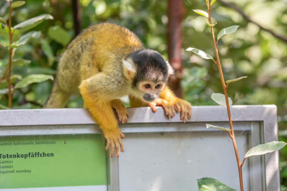 Totenkopfäffchen im Pantanal des Zoo Zürich.