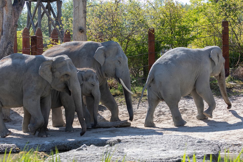 Asiatische Elefanten in der Aussenanlage des Kaeng Krachan Elefantenparks im Zoo Zürich.