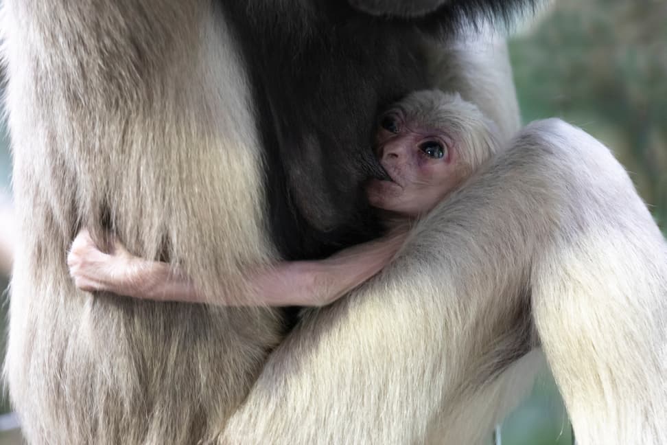 Junger Kappengibbon im Zoo Zürich.