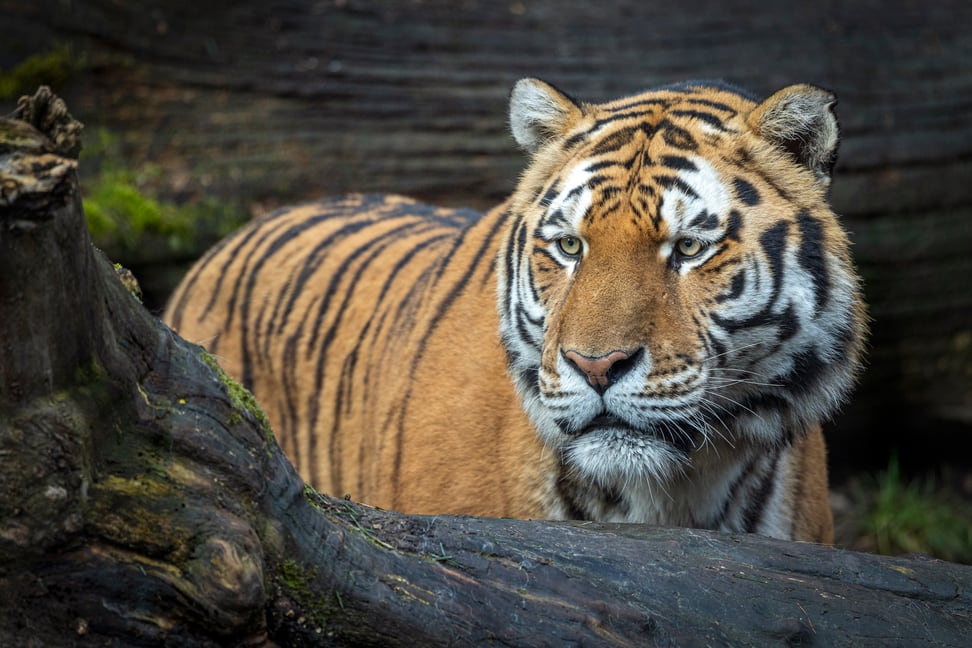 Foto: Zoo Zürich, Enzo Franchini Armurtiger im Zoo Zürich.