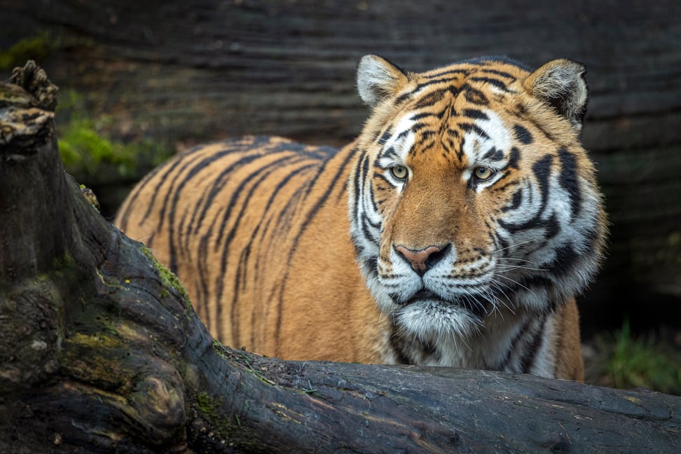 Armurtiger im Zoo Zürich.