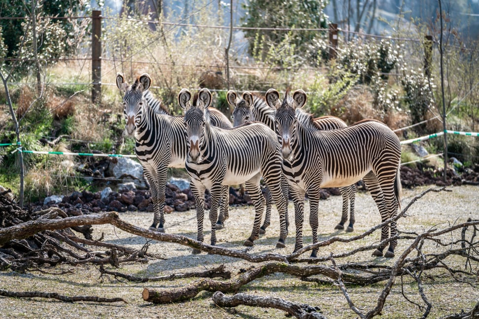 Grevyzebras Bild Marco Schaffner