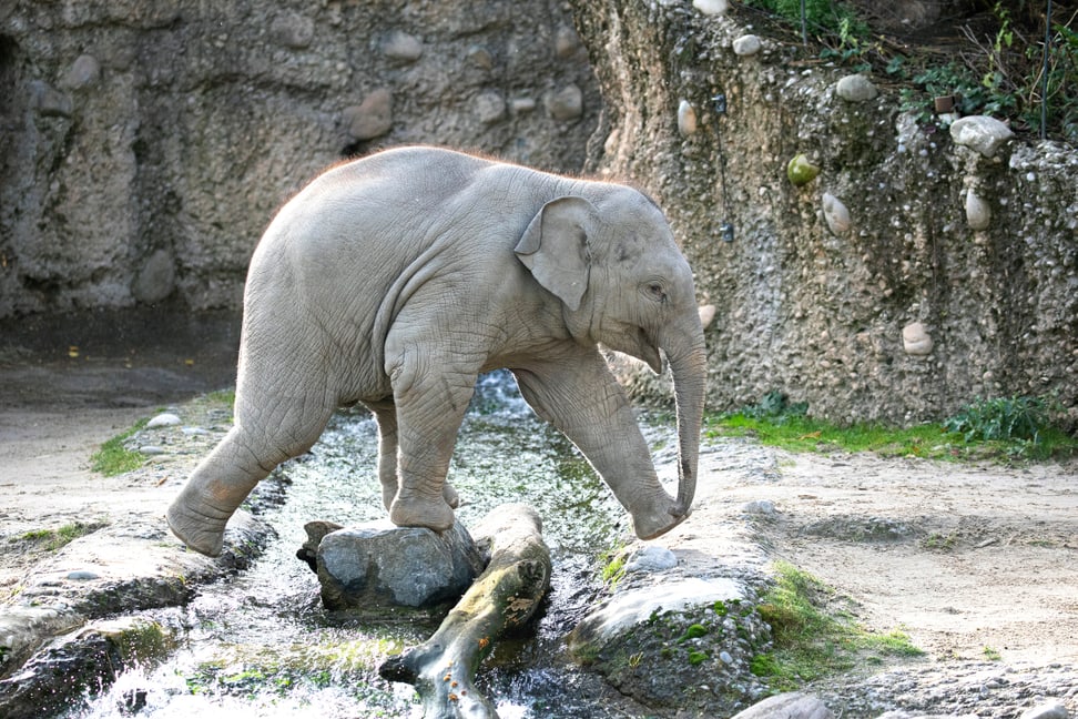 Umesh im Zoo Zürich. 
