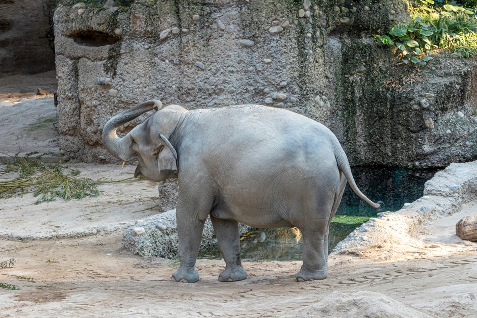 Die trächtige Farha im Kaeng Krachan Elefantenpark.