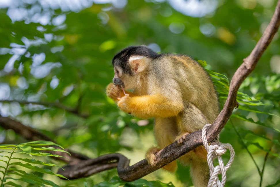 Foto: Zoo Zürich, Albert Schmidmeister Totenkopfäffchen im Pantanal des Zoo Zürich.