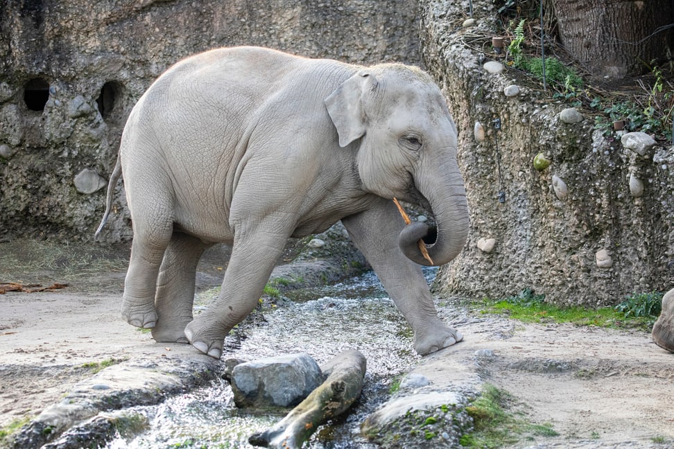 Foto: Zoo Zürich, Enzo Franchini Asiatische Elefantenkuh Omysha im Kaeng Krachan Elefantenpark des Zoo Zürich.