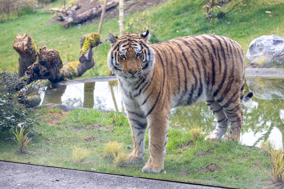 Siberian tiger Akim in the new big cat habitat Panthera at Zoo Zurich.
