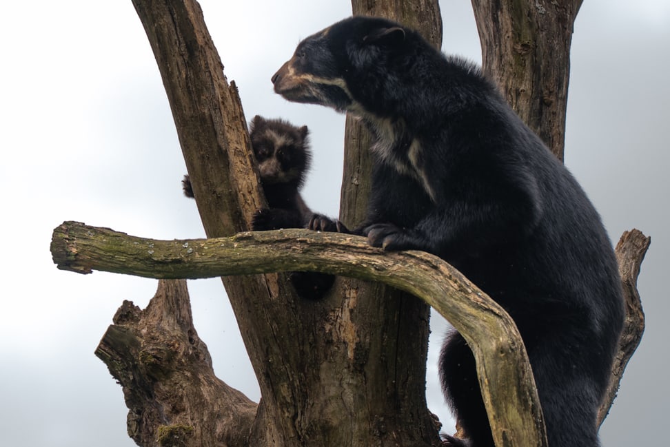 Brillenbär mit Jungtier im Sangay-Bergnebelwald des Zoo Zürich.