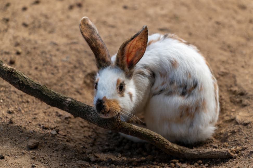 Schweizer Dreifarben-Kleinscheckenkaninchen im Zoolino des Zoo Zürich.