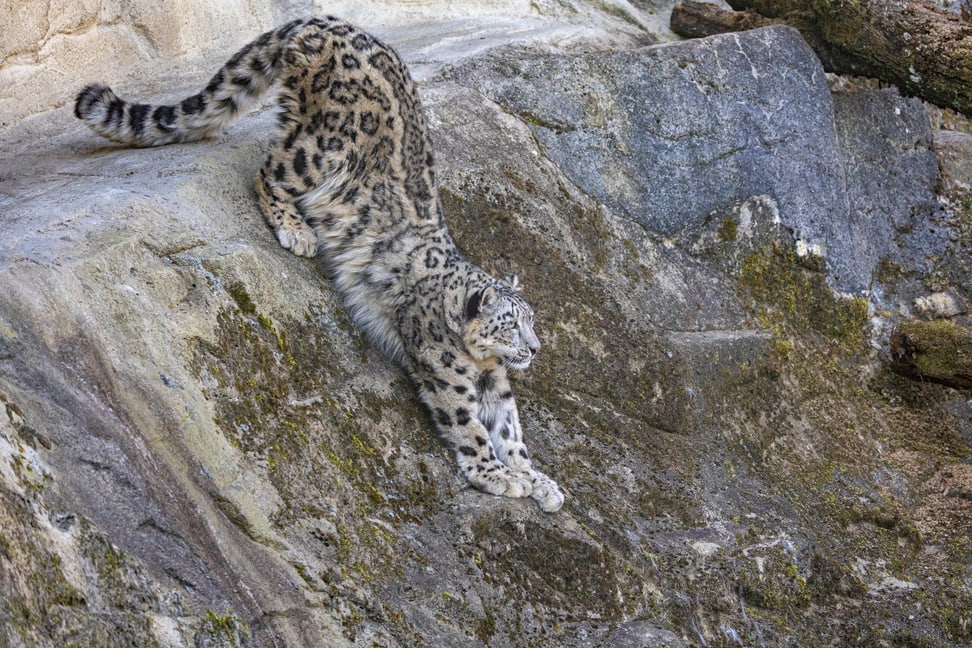Female snow leopard Saida at Zurich Zoo.