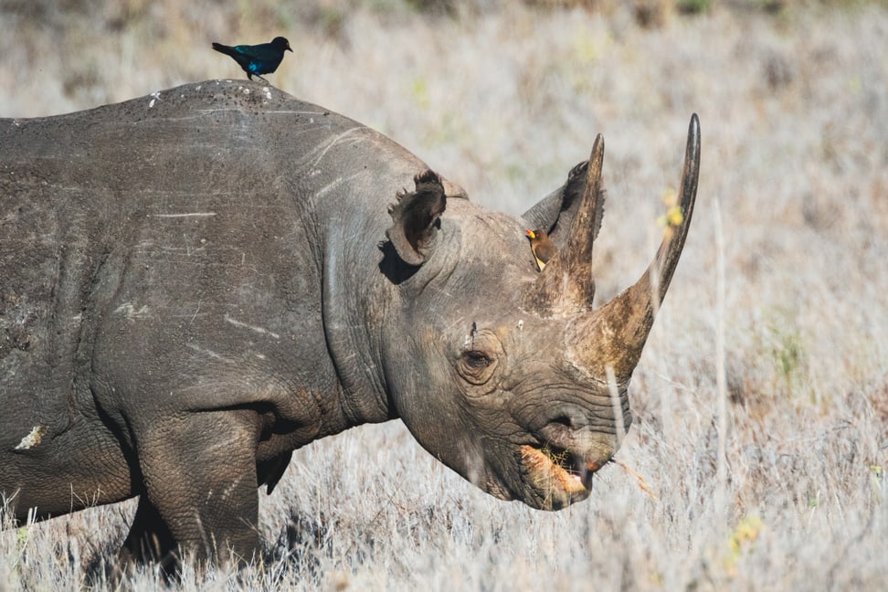 Spitzmaulnashorn im Lewa Wildlife Conservancy in Kenia.