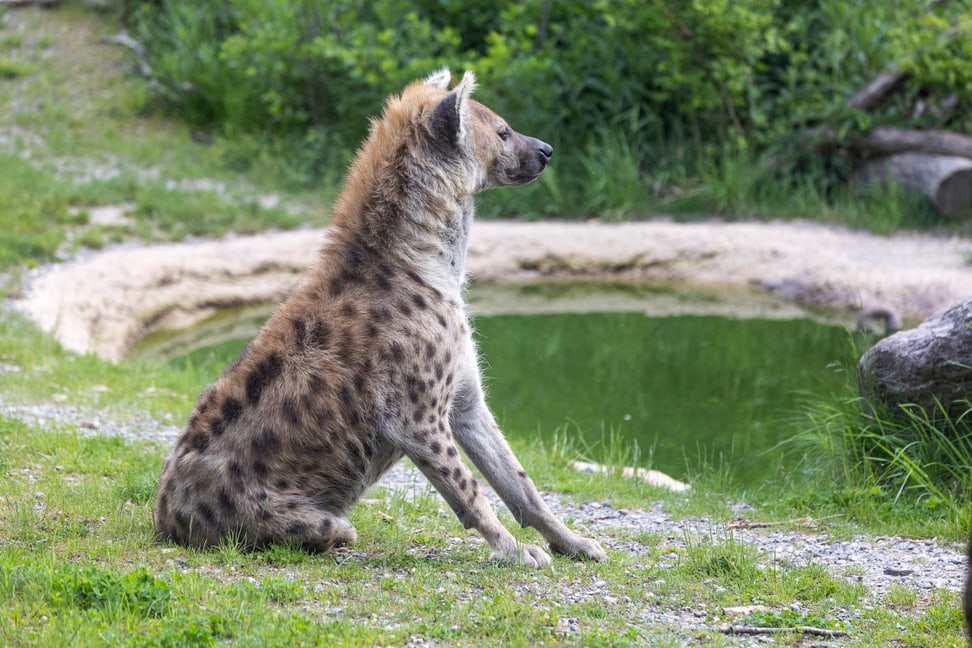 Tüpfelhyäne Tesi in der Lewa Savanne des Zoo Zürich.