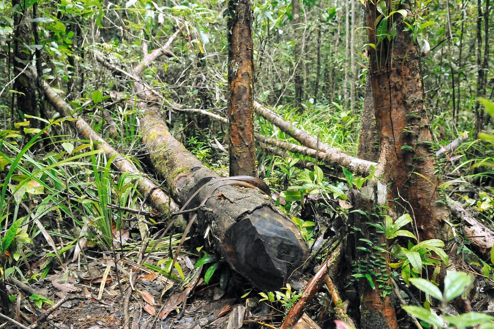 Geschlagenes Rosenholz im Masoala Nationalpark.