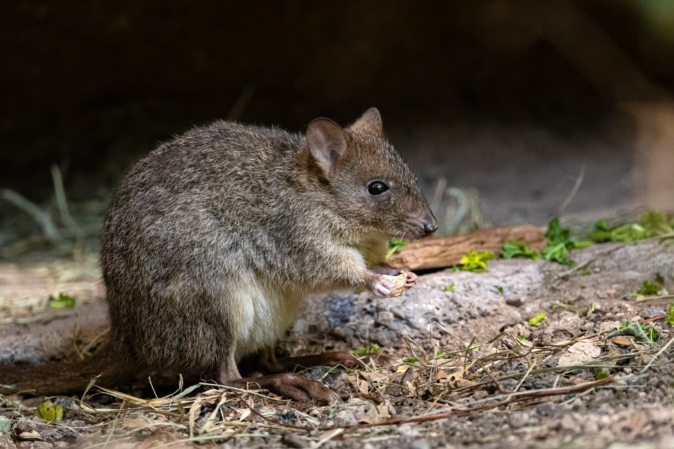 Bürstenschwanz-Rattenkänguru in der Australienanlage des Zoo Zürich.
