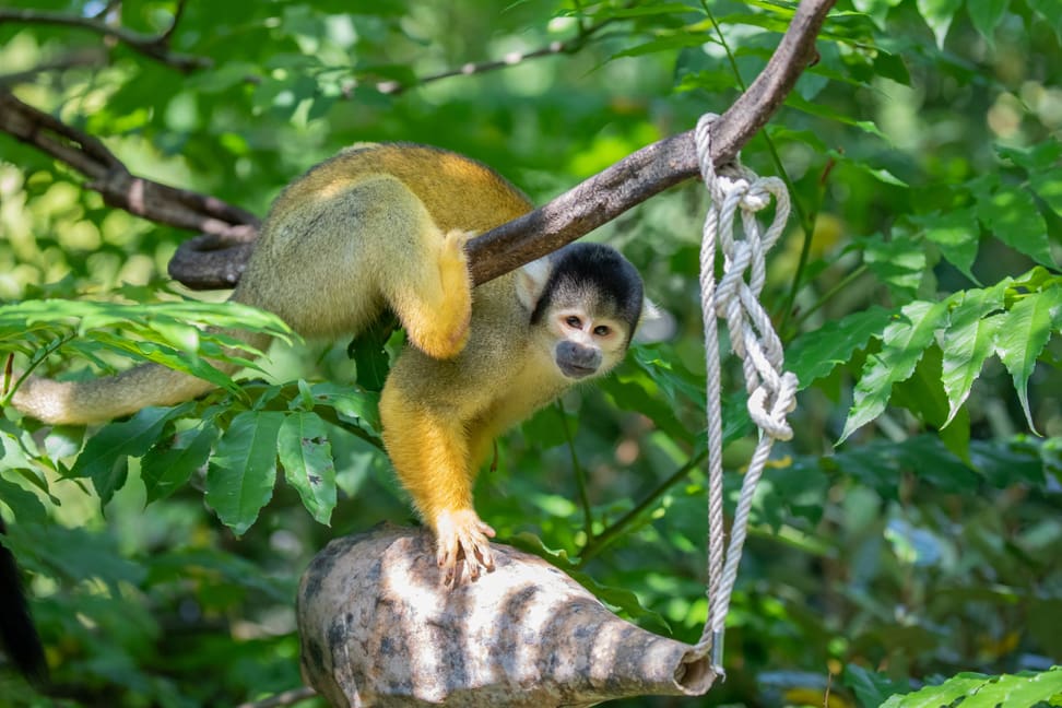 Totenkopfäffchen im Pantanal des Zoo Zürich.