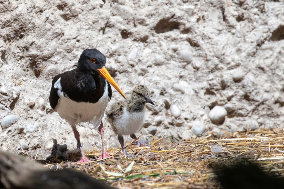 Austernfischer mit Jungtier Foto: Zoo Zürich, Enzo Franchini Austernfischer mit Jungtier
