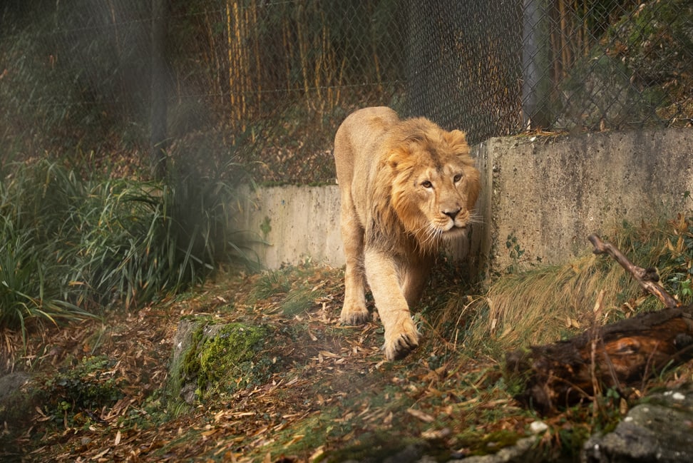 Löwenkater Jadoo im Zoo Zürich.