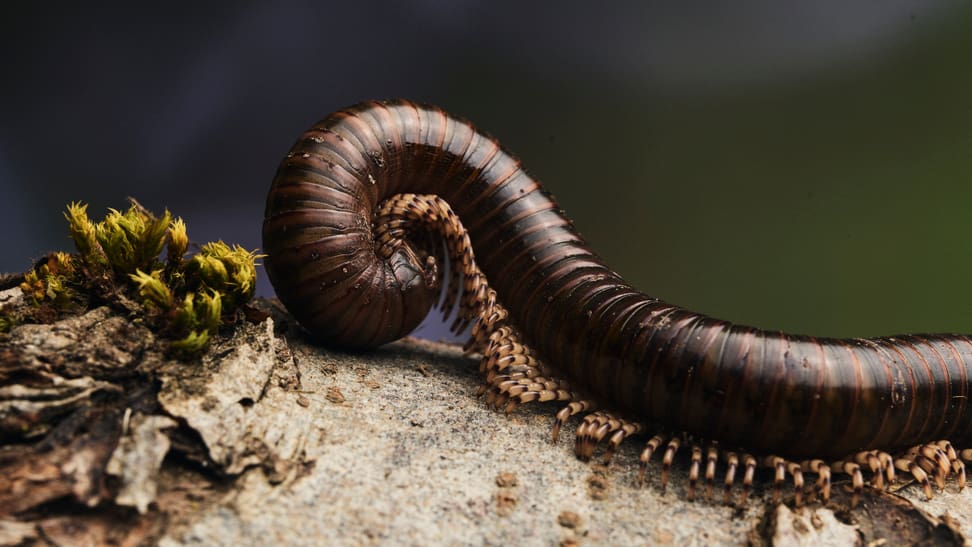 Telodeinopus aoutii in the insect forest at Zoo Zurich.
