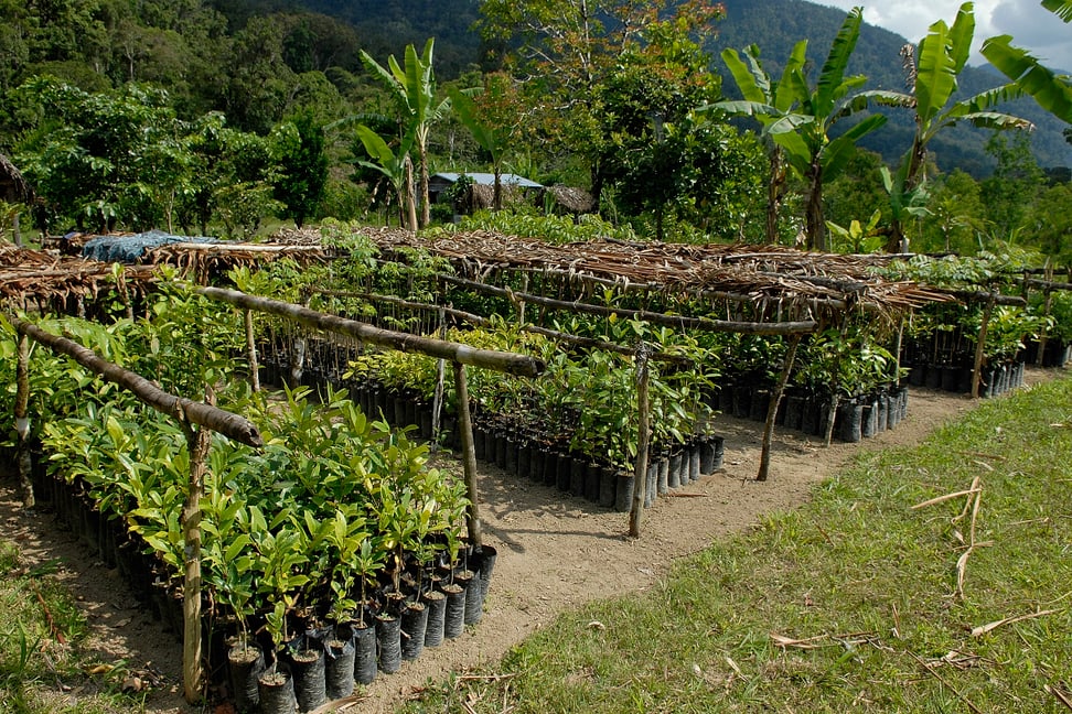 Die Baumschule zur Aufforstung im Korridor Region Ambatolaidama und Ilampy auf Madagaskar (Projekt 2005-2014).