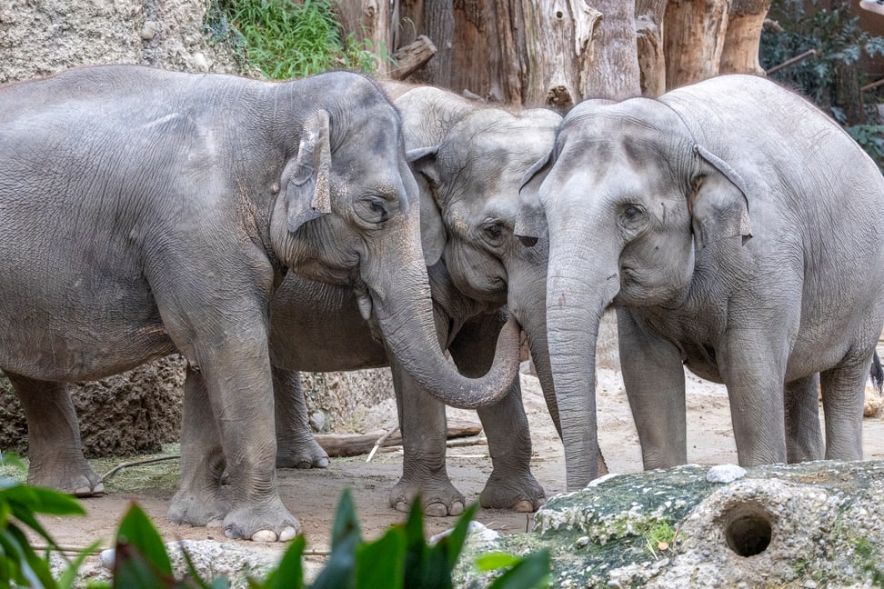 Asiatische Elefanten (v.l.) Panang, Ceyla-Himali und Farha im Kaeng Krachan Elefantenpark des Zoo Zürich.