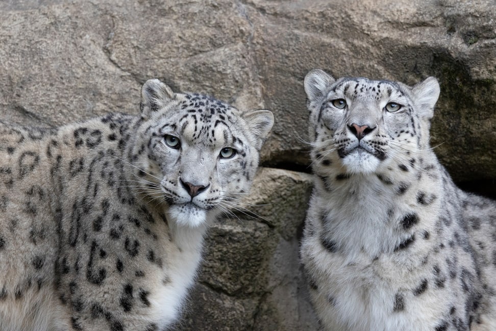 Foto: Zoo Zürich, Enzo Franchini Schneeleoparden Shahrukh und Saida im Zoo Zürich.